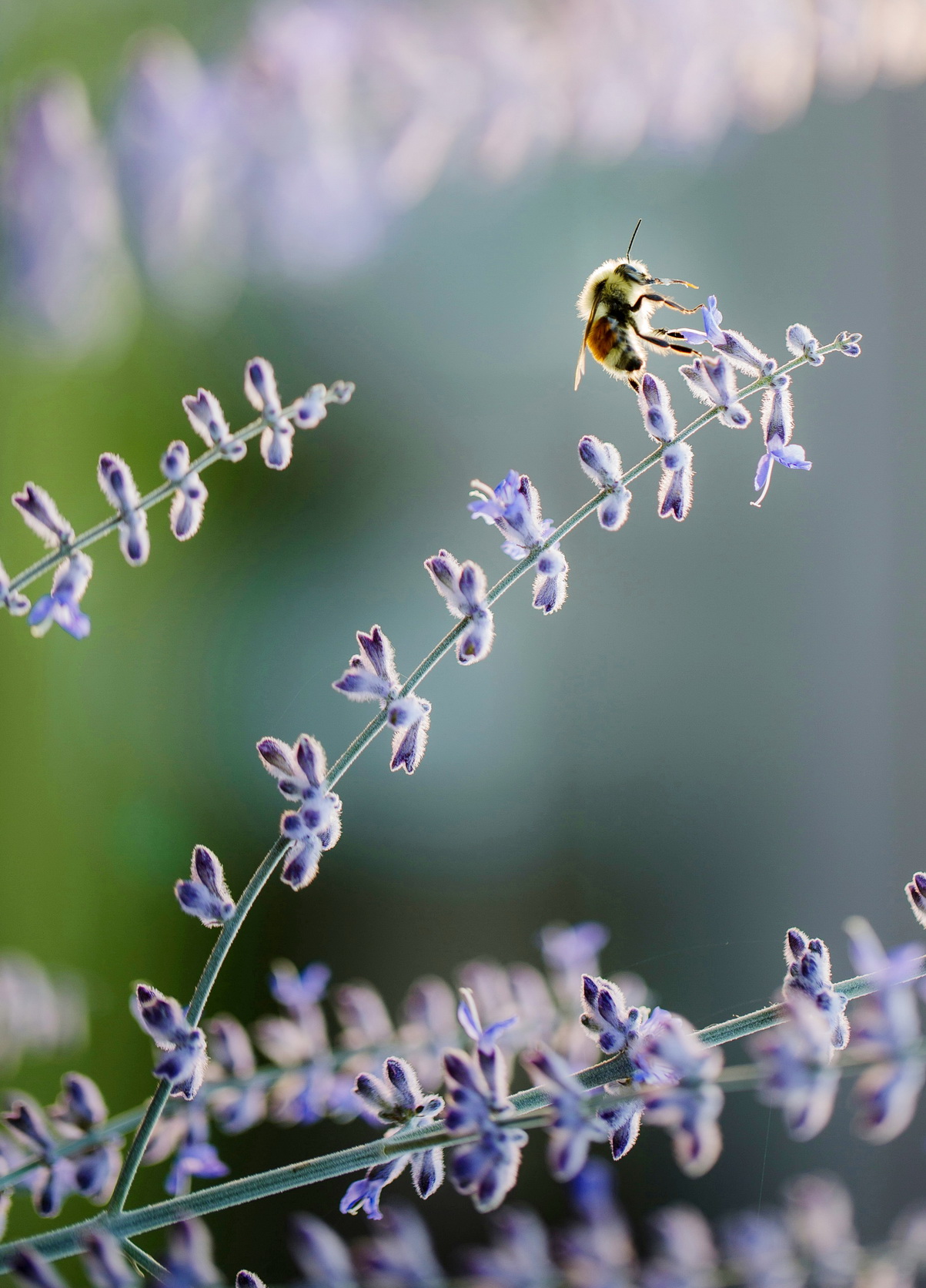 Lavender Blossoms & Honey Bee